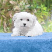 Cucciolo di Maltese maschio disponibile