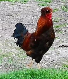 Gallo giovane Brahma x Polverara