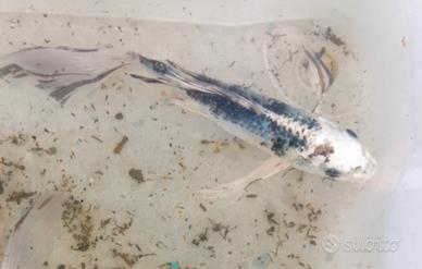 carpa Koi Butterfly 