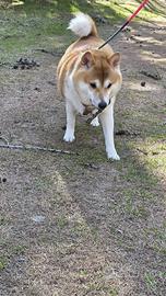 Femmine Shiba Inu