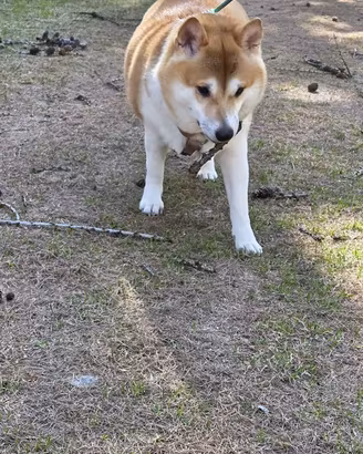 Femmine Shiba Inu