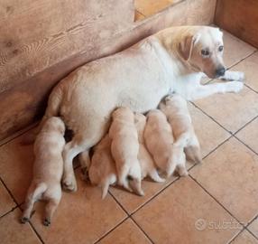 Cuccioli di labrador con pedigree