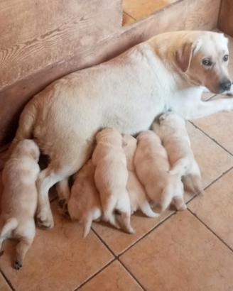 Cuccioli di labrador con pedigree