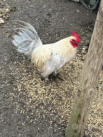 Galletti nana calzata e nana riccia