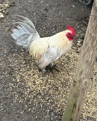 Galletti nana calzata e nana riccia