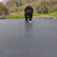 Pastore Caucaso pedigree ENCI