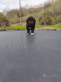 Pastore Caucaso pedigree ENCI