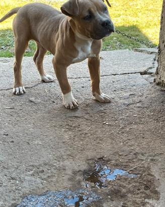 Disponibile cucciola di pitbull