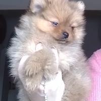 Cucciolo di pomerania nano (circa 2 kg da adulto)