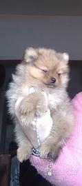 Cucciolo di pomerania nano (circa 2 kg da adulto)
