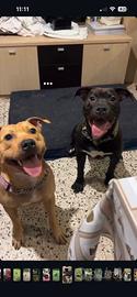Cucciolata Pittbull st.2/American Staffordshire