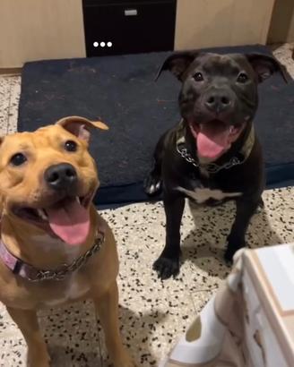 Cucciolata Pittbull st.2/American Staffordshire