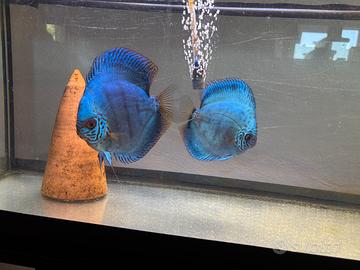 Discus cobalt blue