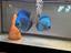 Immagine 1