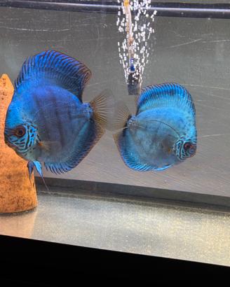 Discus cobalt blue