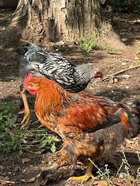 Galletto gallo Marans
