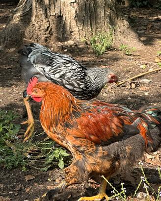 Galletto gallo Marans