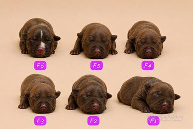 Cuccioli di Pitbull