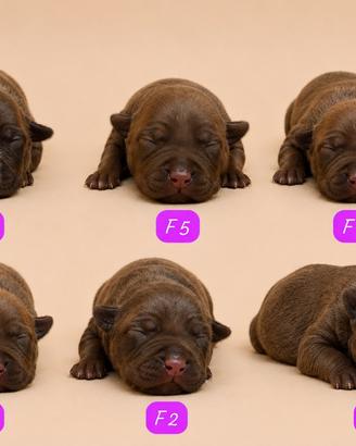 Cuccioli di Pitbull