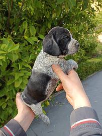 Bracco pointer
