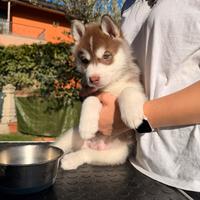 Cuccioli di Siberian Husky