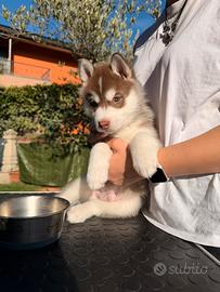 Cuccioli di Siberian Husky