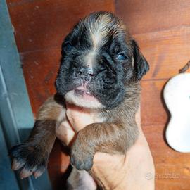 boxer 
