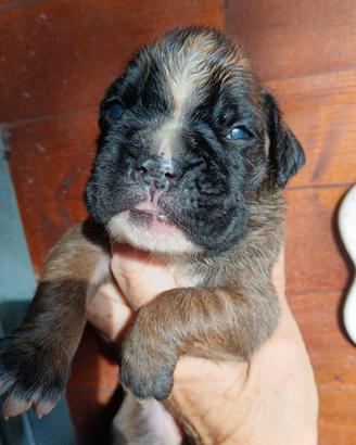 boxer 