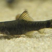 Garra rufa