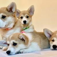 Cuccioli Corgi con pedigree