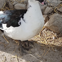 Anatre Mute Con Caruncole Nere