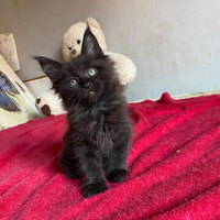 Cuccioli Maine Coon tg XXL con pedigree Anfi