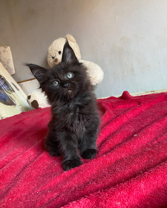 Cuccioli Maine Coon tg XXL con pedigree Anfi