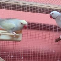 Coppia parrocchetto dal collare