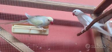 Coppia parrocchetto dal collare