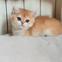 British shorthair black golden ny12