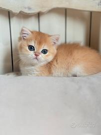 British shorthair black golden ny12