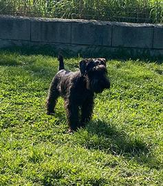Cucciolata di schnauzer nani