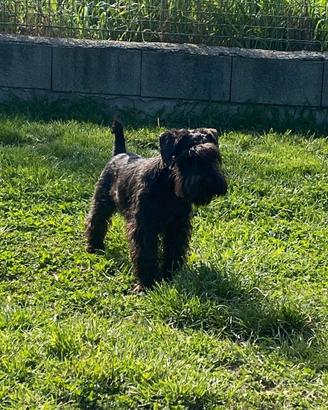 Cucciolata di schnauzer nani