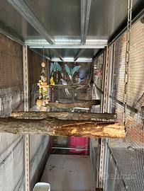 Parrocchetti dal collare