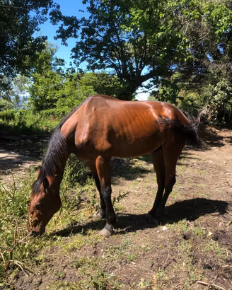 Cavallo trottatore