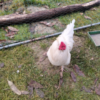 Galletto livornese di 8 mesi