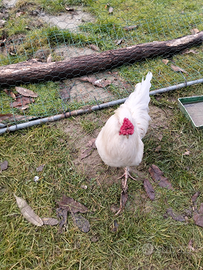 Galletto livornese di 8 mesi