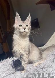Maine Coon femmina
