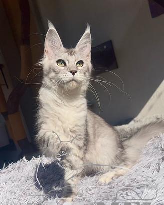Maine Coon femmina