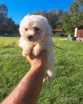 Maltipoo cuccioli