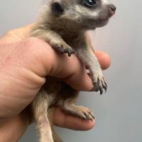 Piccoli di suricati