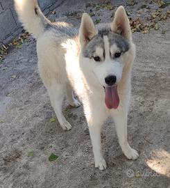 Siberian Husky (maschio con pedigree italiano)
