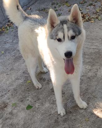Siberian Husky (maschio con pedigree italiano)
