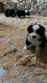 Cuccioli border collie Sole e Luna maschi femmine